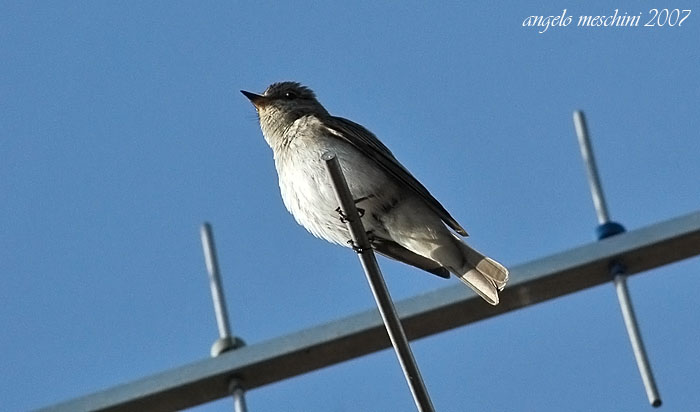 Giovane Pigliamosche, Muscicapa striata